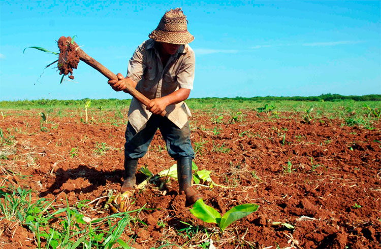 Las labores agrícolas ha tenido un impulso notable. Foto: Modesto Gutiérrez (ACN)