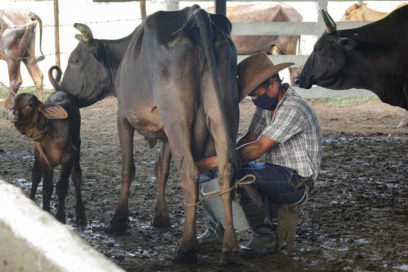 Cuando la leche es poca, ¿la culpa es de la vaca?