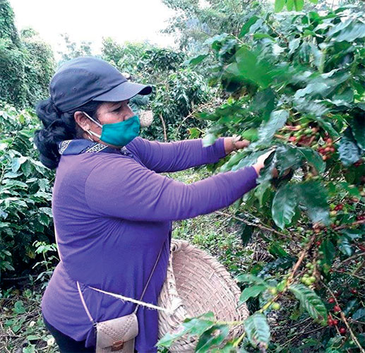 En la recogida de café se emplearon numerosas fuerzas en varias provincias del país. La maduración acelerada obligó a ello. Foto: Lourdes Rey Veitía