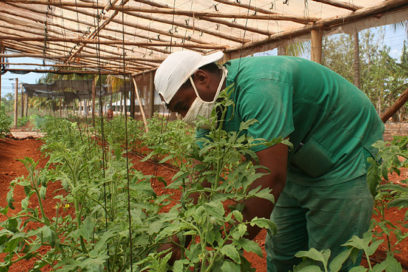 Agricultura cubana en el 2020: entre retos y cambios