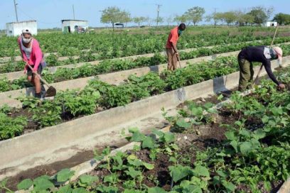 Analiza Machado Ventura el autoabastecimiento municipal en Las Tunas