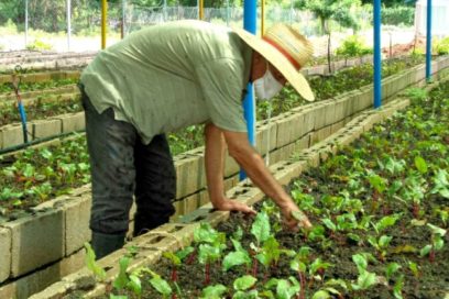Fomentan en Holguín agricultura urbana, suburbana y familiar