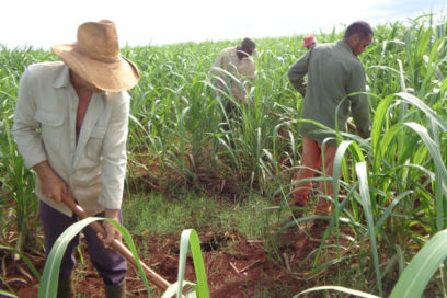 “Descepar” en agroindustria azucarera de Ciego de Ávila