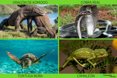 Calentamiento global reduce tamaño a mayoría de animales