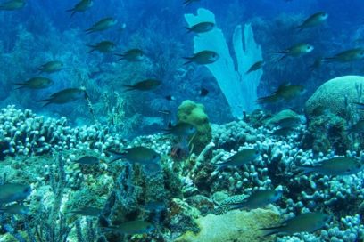 Calentamiento del planeta amenaza con extinguir arrecifes de coral