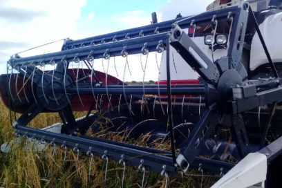 Cuba: contratiempos singulares en la cosecha de arroz