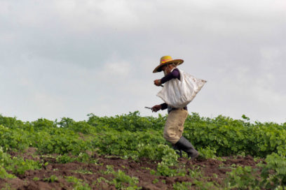 Camagüey aplica alternativas para incremento de producción lechera