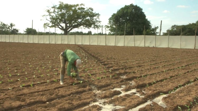Los vegueros de Pinar del Río continúan sembrando para aprovechar las condiciones climáticas favorables que por el momento les acompañan. Foto: Pedro Paredes Hernández.