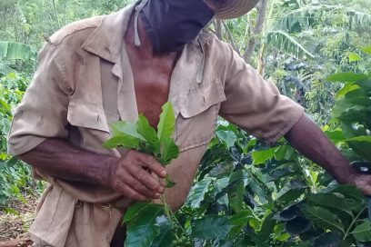 Ajetreo en los surcos de Santiago de Cuba