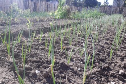 Cultivar tu Pedacito también combate la pandemia
