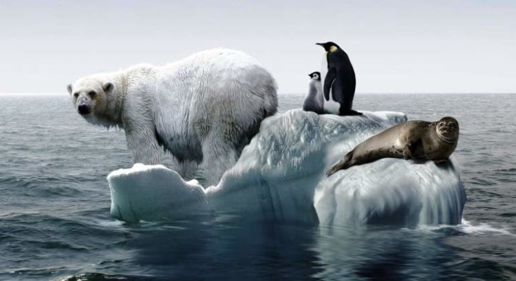 Los expertos afirman que la pérdida de hielo en el planeta sigue “los peores escenarios” de calentamiento global pronosticados por el Panel Intergubernamental sobre Cambio Climático, la máxima autoridad científica de Naciones Unidas en materia del grave trastorno del clima que padece la Tierra. Foto: Tomada de El Economista