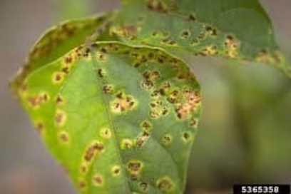 Aviso sobre enfermedades foliares en frijol