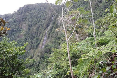 Actualizan inventarios de biodiversidad vegetal en Cuba