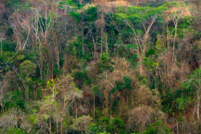 Trastorno climático reduce la vida de árboles tropicales