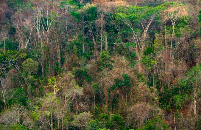 El calentamiento global daña severamente los bosques tropicales porque la esperanza de vida de sus árboles disminuye cuando las temperaturas superan los 25 grados centígrados, según estudio. Tomada de: Proyecto Lemu