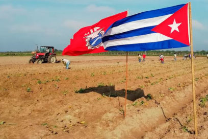 Conmemoraron pinareños aniversario 82 de la CTC en jornada productiva