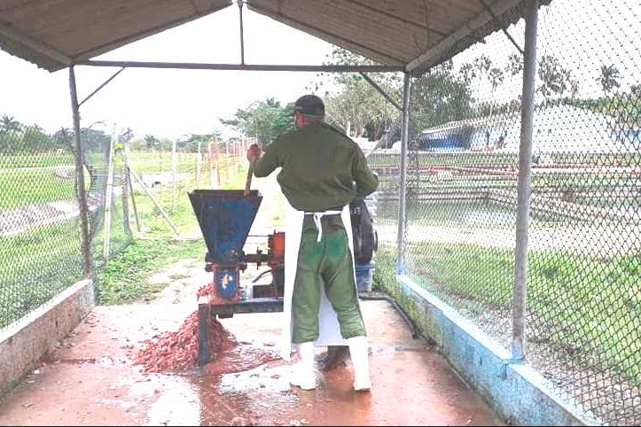 En la UEB muelen los subproductos para obtener comida para sus crías. Foto: Noryis