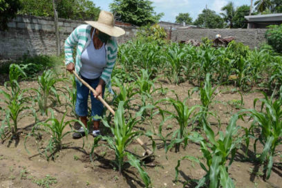 Marino Murillo: Se ha ido dando respuesta a inquietudes de los agricultores
