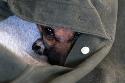 Pasitos contra el maltrato animal