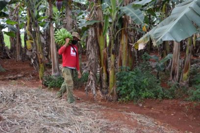 Monitorea Comisión Agroalimentaria la Tarea Ordenamiento en la Agricultura