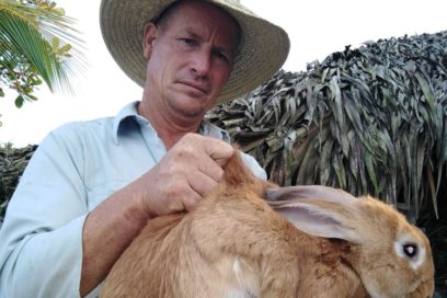 Iosvany no sólo cultiva su pedacito (+ Fotos)