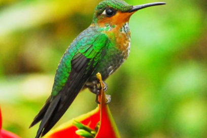 Lanza América Latina y el Caribe plan de acción para restaurar ecosistemas