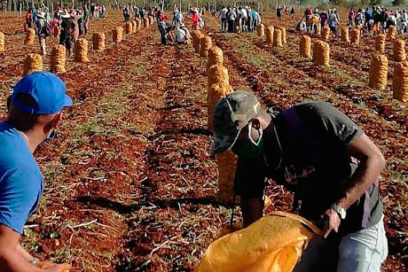 Participa la CTC en la cosecha de la papa