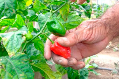 Incentivan en Holguín actividad exportadora