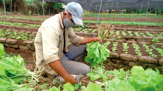 La tierra da frutos cuando se le trabaja con sacrificio, aseguran en el organopónico holguinero. Foto: Lianne Fonseca Diéguez