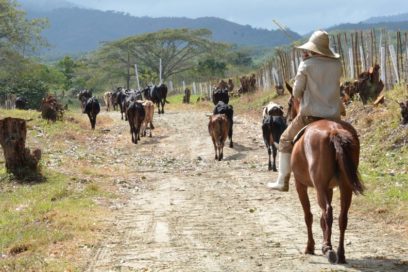 Avanza en Villa Clara programa de recuperación ganadera