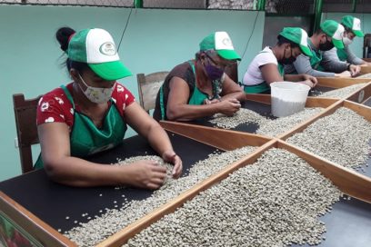 Procesa Cienfuegos con altos rendimientos café del centro de Cuba (+Fotos)