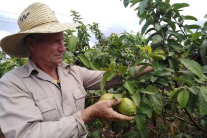 Cultivando la vida: Iosvani Acosta Delgado, productor de la Finca La Caridad
