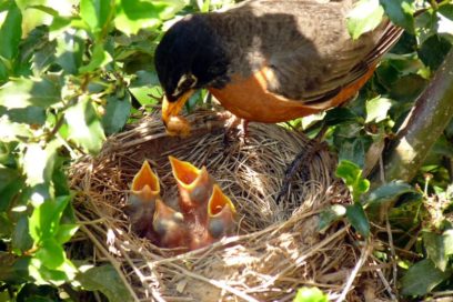Cambio climático disloca reloj de la naturaleza, según estudio