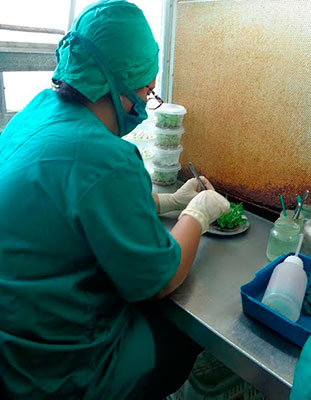 Los centros de vitroplantas son fundamentales para diversificar variedades. Foto: Ronald Suárez