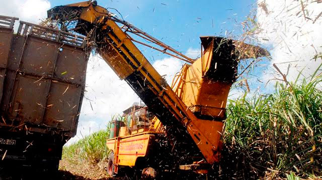 A cumplir la tarea diaria de entrega de la materia prima, instaron los sindicalistas este domingo en los cañaverales. Foto: Cortesía de CTC Ciego de Ávila