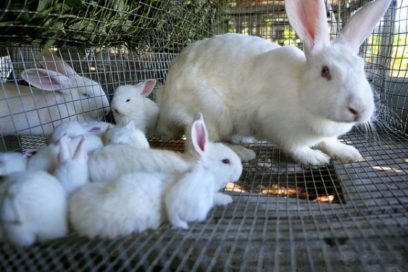 Cunicultores tuneros emprenden nuevas formas de producción
