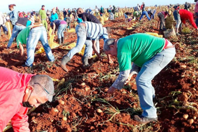 Trabajo productivo impulsa cosecha de papa en Matanzas (+ Fotos)