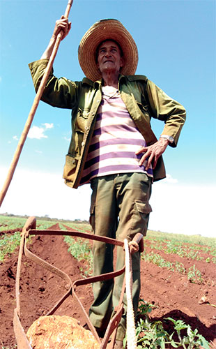 Sembrar más áreas para cosechar lo mismo encarece los costos de la producción, reconoce Pedro Alonso. Foto: José Luis Martínez Alejo