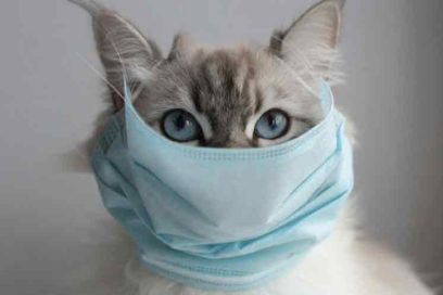 Rusia registra vacuna contra Covid-19 para animales