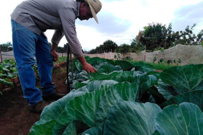 Dona alimentos campesino de Ciego de Ávila (+ Fotos y Video)
