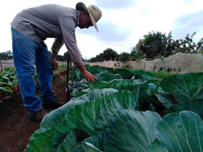 Todos los cultivos reciben productos agroecológicos creados por Iosvany. Foto: José Luis Martínez Alejo