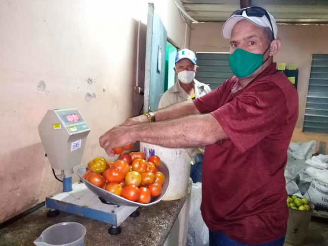 El administrador de la Casa de los Abuelos en Ciro Redondo pesa los tomates donados por el campesino. Foto: José Luis Martínez Alejo