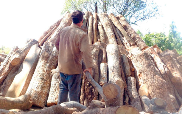 En la Empresa Agroforestal Holguín se hace carbón de mezcla a partir de maderas duras, que se destinan sobre todo para el mercado europeo. Foto: Lianne Fonseca Diéguez