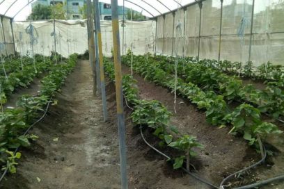 Las casas de cultivo rústicas ganan terreno en Sancti Spíritus
