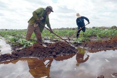 Tarea Ordenamiento: Adecuan precios de los productos agropecuarios (+ Video)