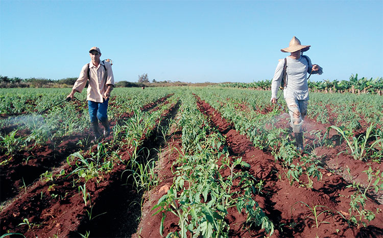 A los insumos productivos les subieron los precios en detrimento de los costos. Foto: José Luis Martínez Alejo