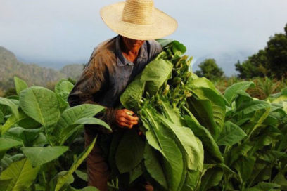 Avanza en Pinar del Río campaña tabacalera con resultados favorables