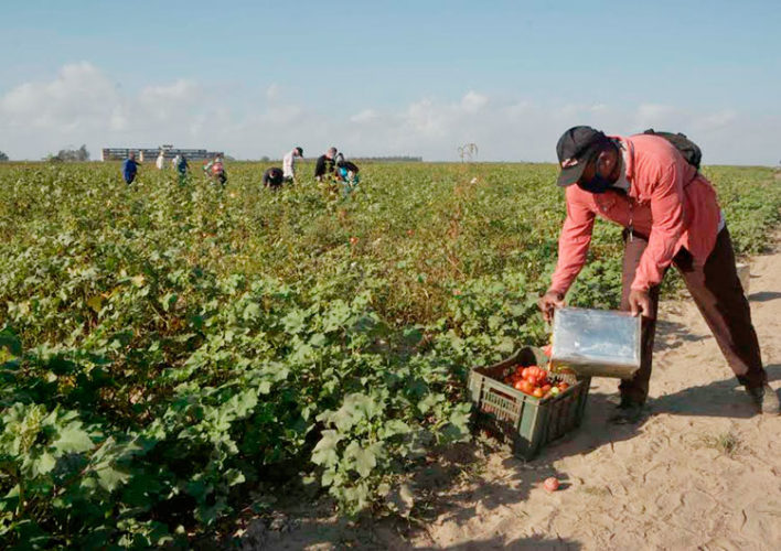 Muchos de los campos que hoy se cosechan en el polo productivo Hermanos Barcón, recibieron la simiente y las atenciones culturales propias de cada cultivo en jornadas de trabajo voluntario. Foto: Pedro Paredes Hernández