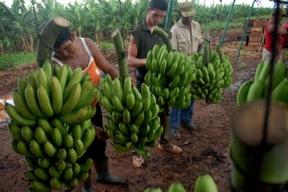 Agricultura de Cuba por mayor eficiencia