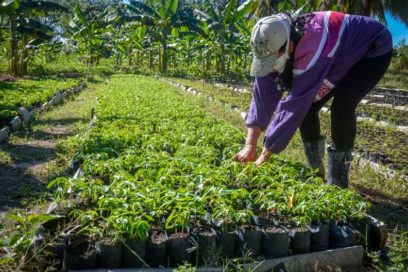 Sensible aporte de escuelas de Las Tunas a la producción de alimentos
